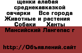 щенки алабая ( среднекавказкой овчарки) - Все города Животные и растения » Собаки   . Ханты-Мансийский,Лангепас г.